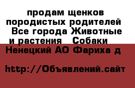 продам щенков породистых родителей - Все города Животные и растения » Собаки   . Ненецкий АО,Фариха д.